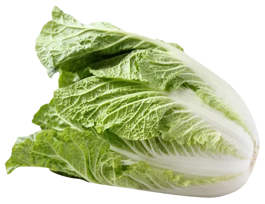 cabbage-pekin