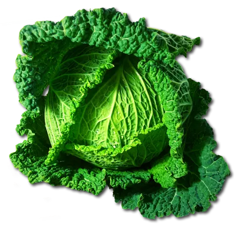cabbage-savoy