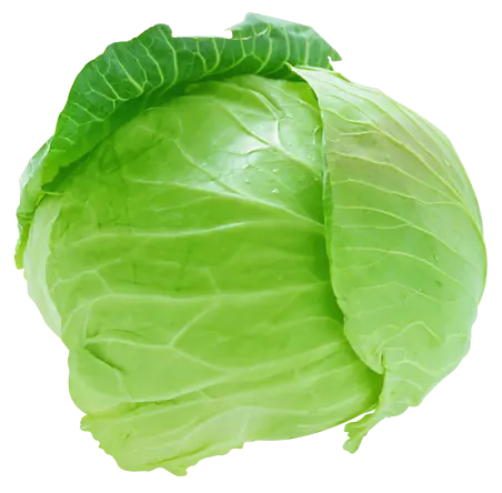 cabbage-white