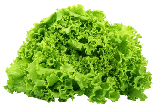 salad-bionda