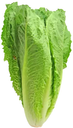 salad-romaine
