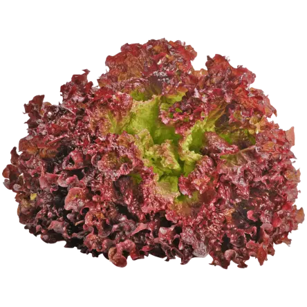 salad-rossa